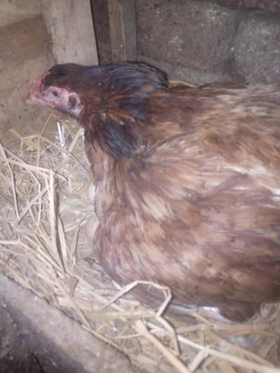 Desai kurk hen for sale