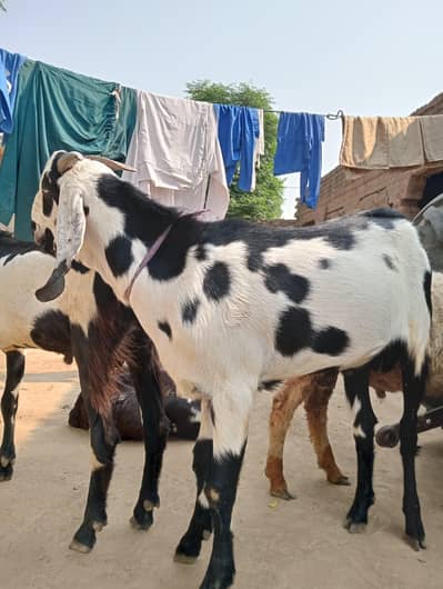 Qurbani ka bht piyara Bakra hai 03064252550
