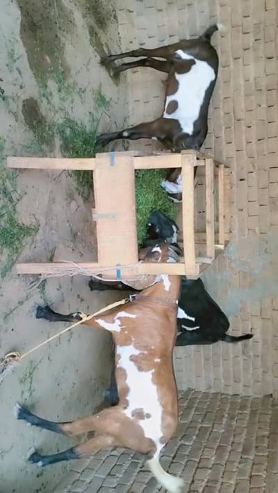 3 piuer dasi bakray  khassi 2 dant