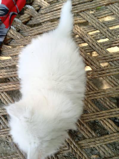 persian cat