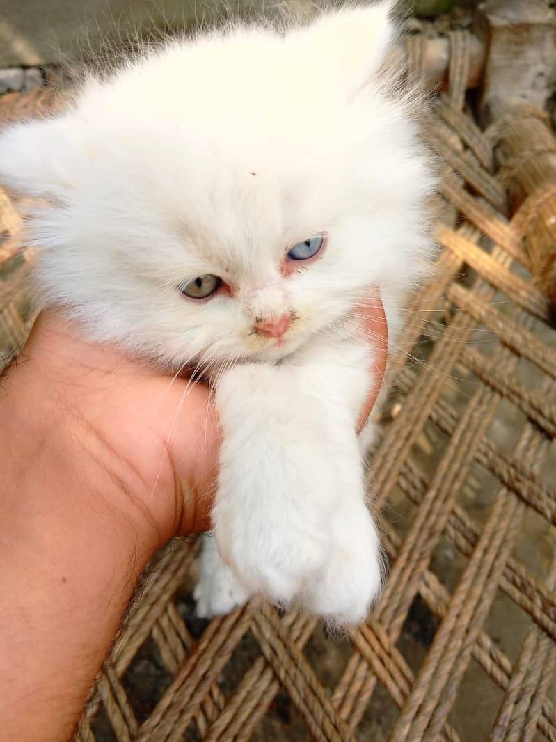 persian cat 1