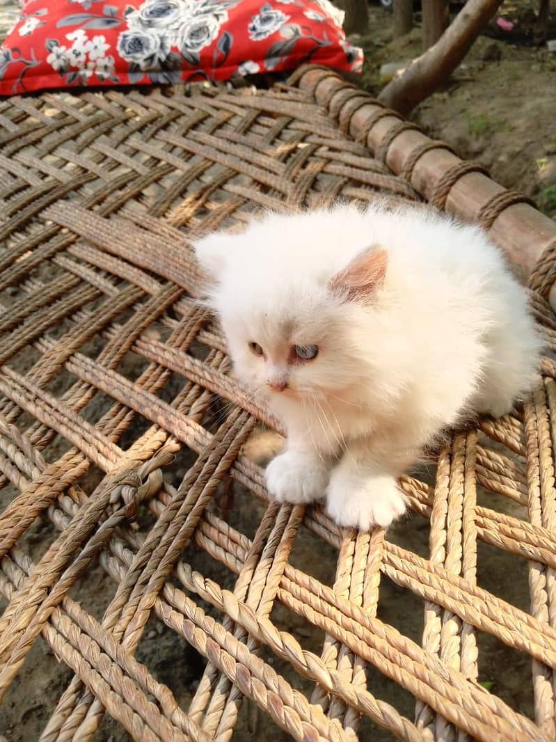 persian cat 2