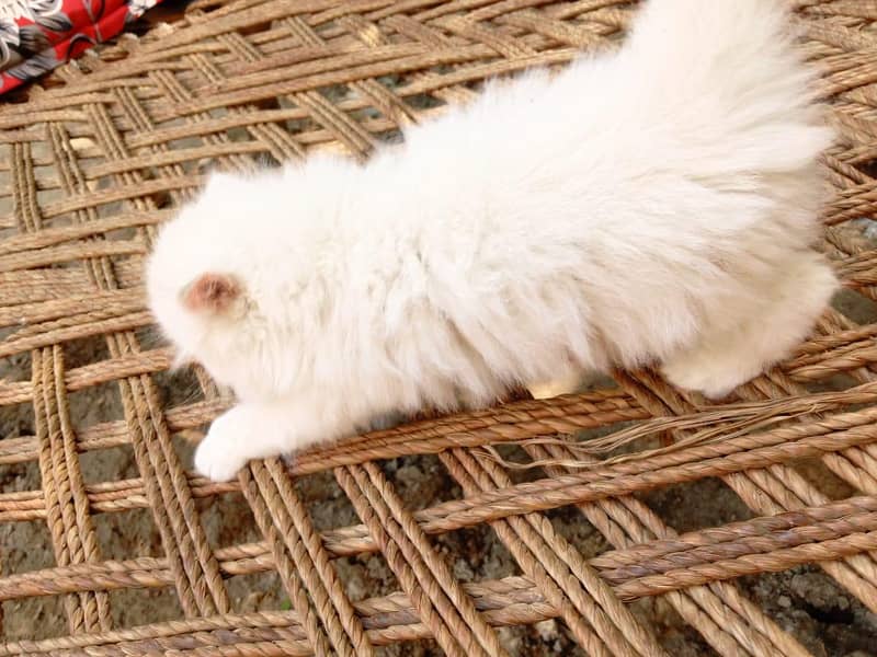 persian cat 3