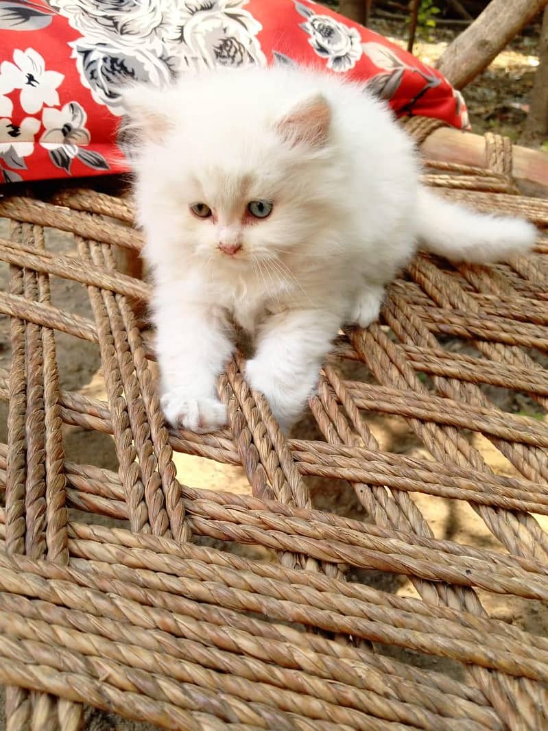 persian cat 4