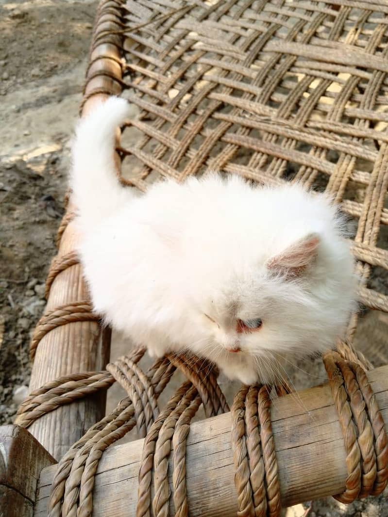 persian cat 5
