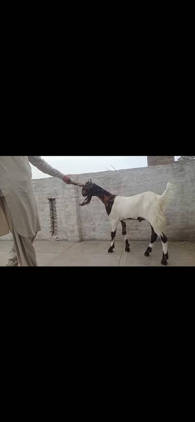patair ,i gulabi bakre