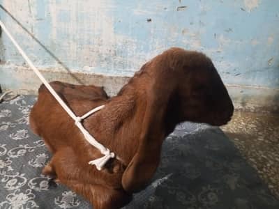 goat baby for sale