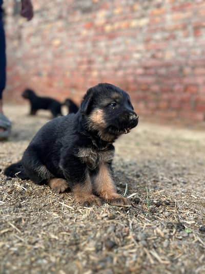 German shepherd long hair puppies available for sale