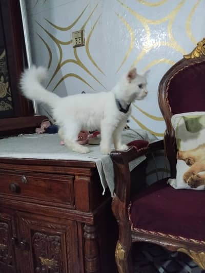 Persian fimale cat