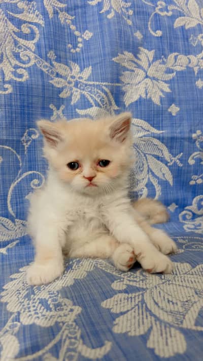 Persian kittens