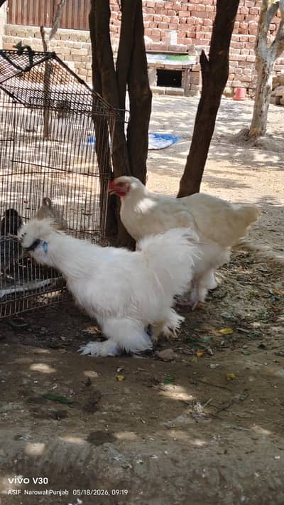 white silky male or white heavy buff pair