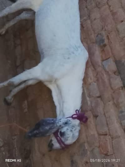 Qurbani k Bakery