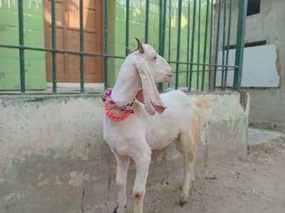 2 Dant Khassi Bakray 2026 Qurbani