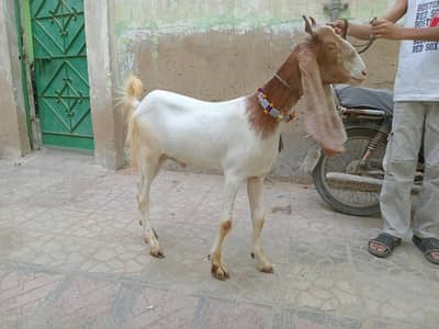 2 Dant Khassi Bakray 2026 Qurbani