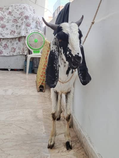 khassi bakra 2 daant