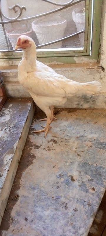 Heera Aseel female