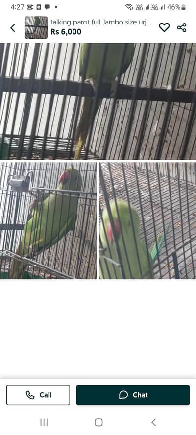 full jambu saiz
