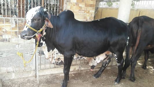 cow / Bachra / desi bachre /Qurbani ka janwar 2026