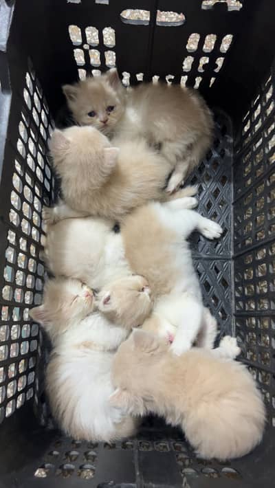 Persian kittens