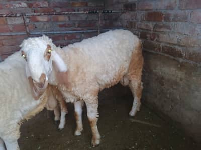 Total 4 hn ik goat be hn