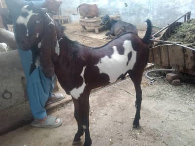 Qurbani Bakra 2 Dant