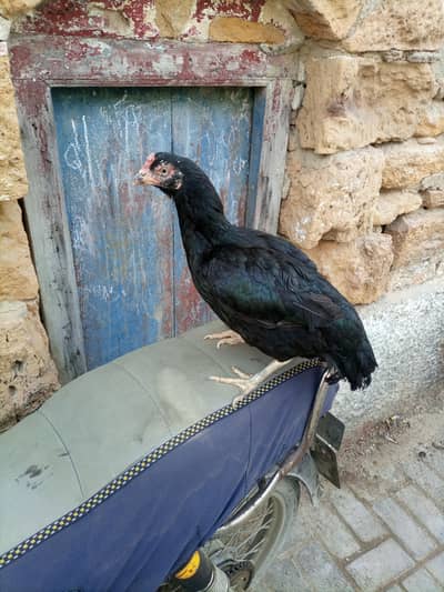 pure maiwali hen