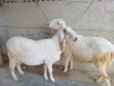larkana mundra | sheep | Goat | Qurbani mundra |sheeps jori | chatra