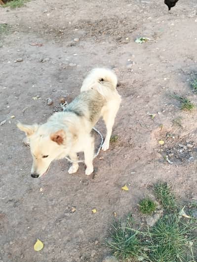Pure huskey male for sale