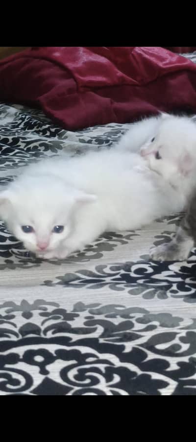 Cats baby