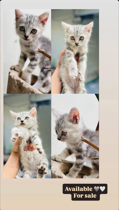 kitten