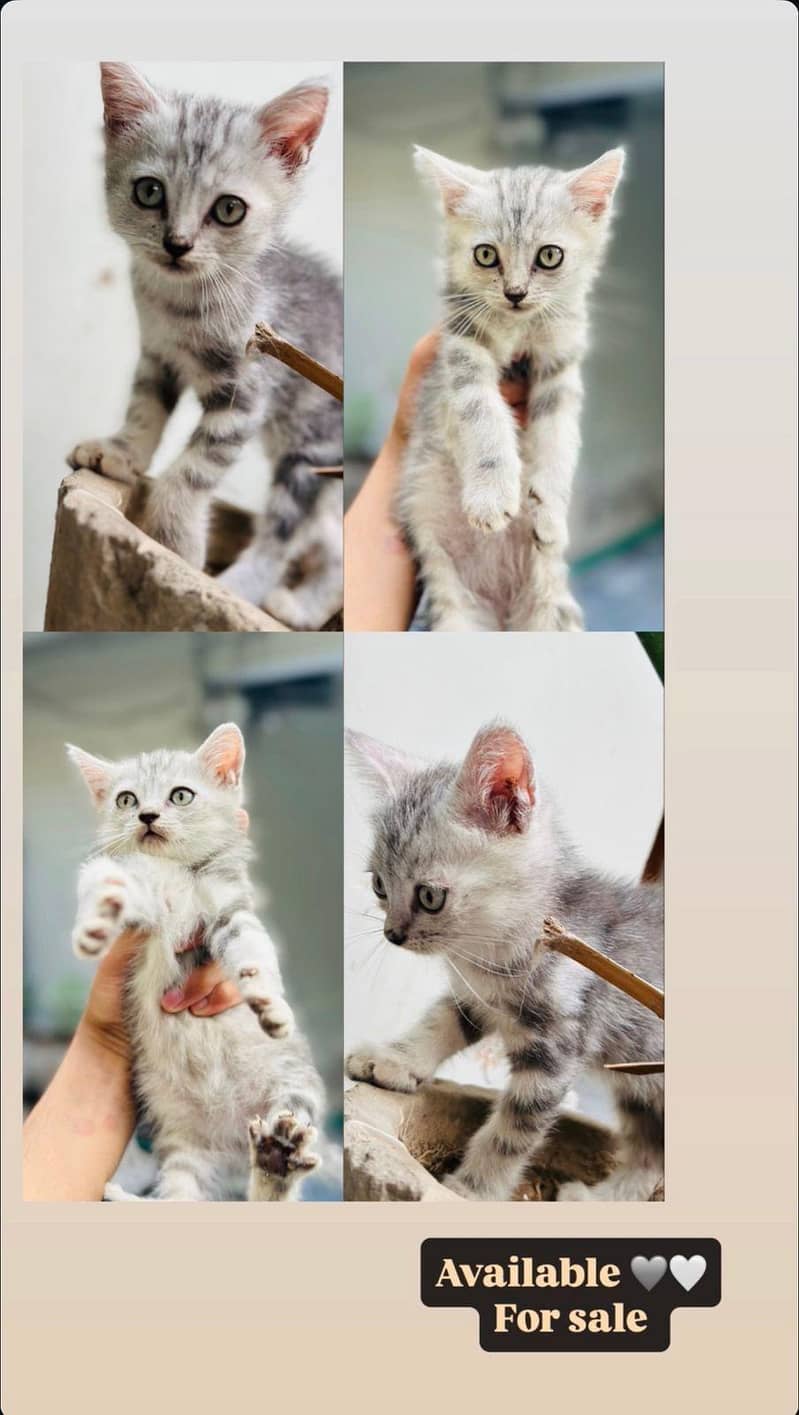 kitten 0