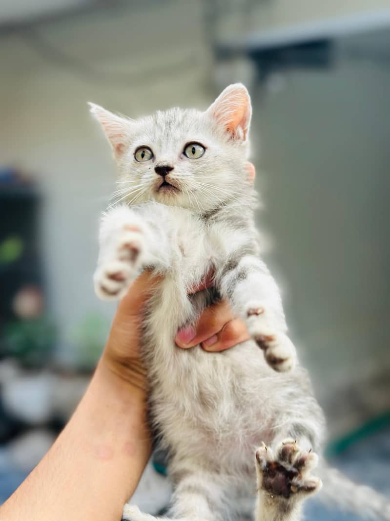 kitten 1