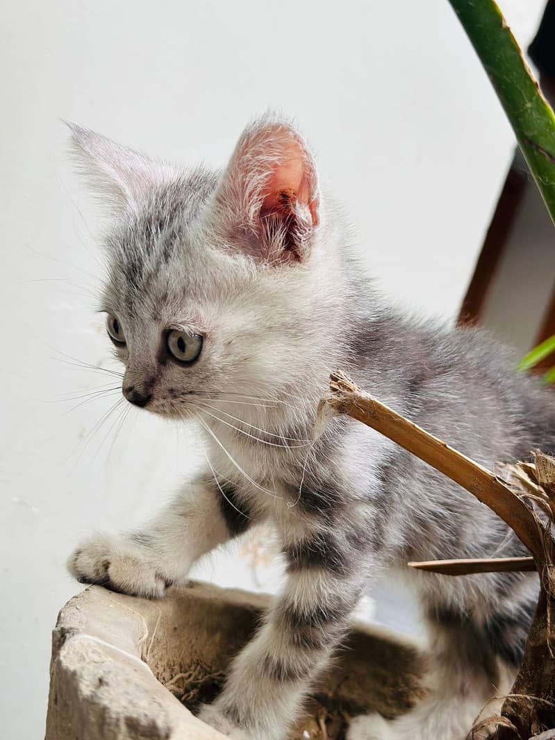 kitten 2
