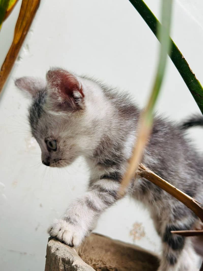 kitten 3
