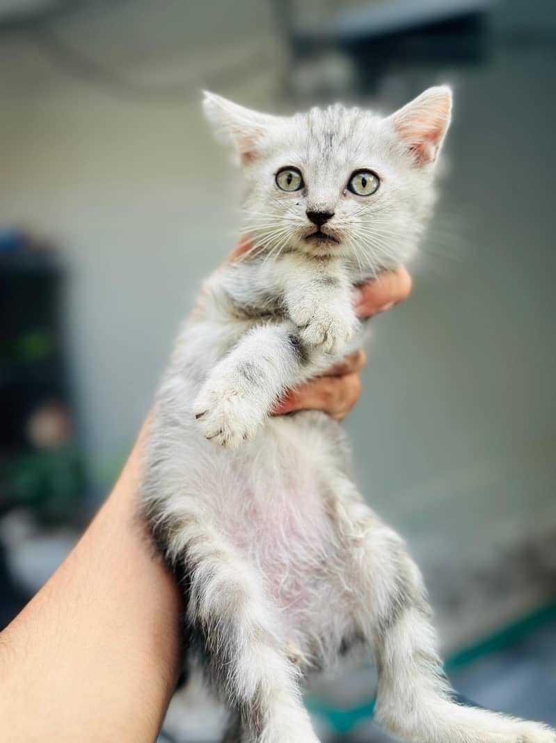 kitten 4