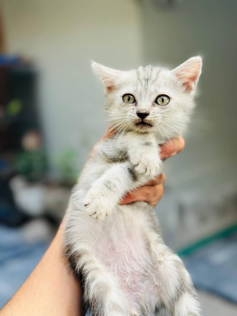 kitten 5