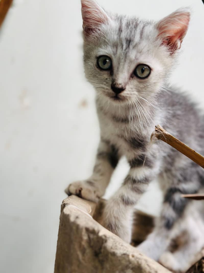 kitten 6