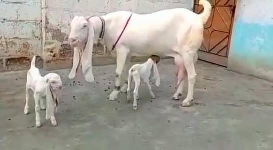 gulab Bakri for sale 03405796364
