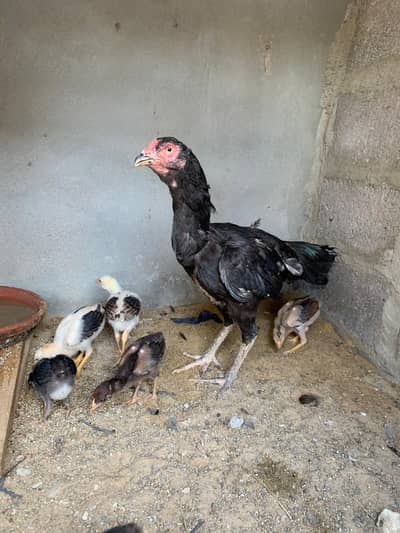 lasani chicks available for sale contact [03123543634]