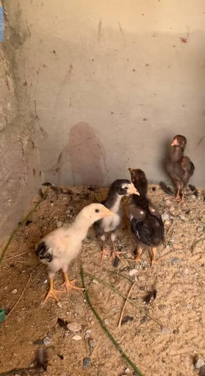 lasani only chicks available for sale contact [03123543634]