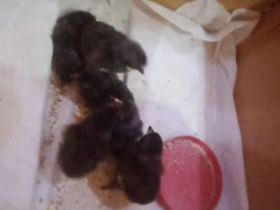 astrlop chicks
