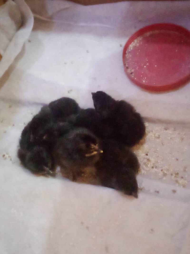 astrlop chicks 1