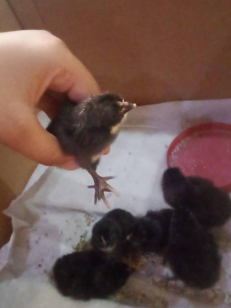 astrlop chicks 2
