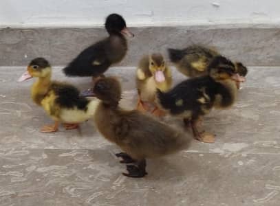 Healthy 3 Week Old Ducklings for Sale - 6 Pcs
