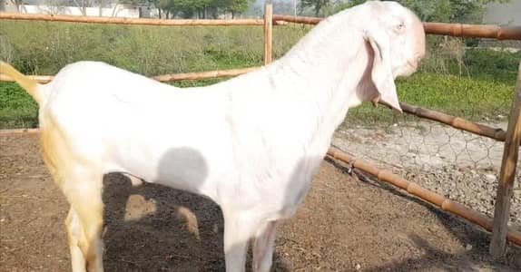 Bakra 2 Dant For Sale/ 03228068296 WhatsApp