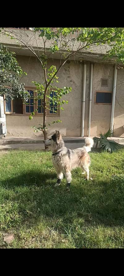 husky for sale /non pedigree