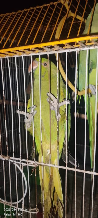 green perote