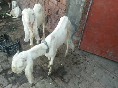 Rajan pori male &3 females for sale1 male 03066966300