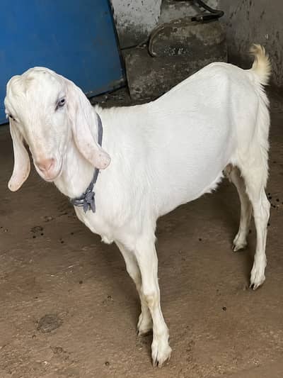 Healthy Qurbani Bakra for Sale  | Active & Strong Goat