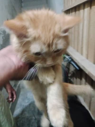 PERSIAN KITTEN FOR SALE